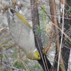 Ptilotula penicillata at Tuggeranong DC, ACT - 16 Jun 2019