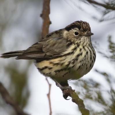 Pyrrholaemus sagittatus (Speckled Warbler) at Michelago, NSW - 9 Jun 2019 by Illilanga