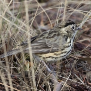 Pyrrholaemus sagittatus at Michelago, NSW - 9 Jun 2019