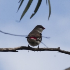 Stagonopleura guttata (Diamond Firetail) at Michelago, NSW - 8 Jan 2012 by Illilanga