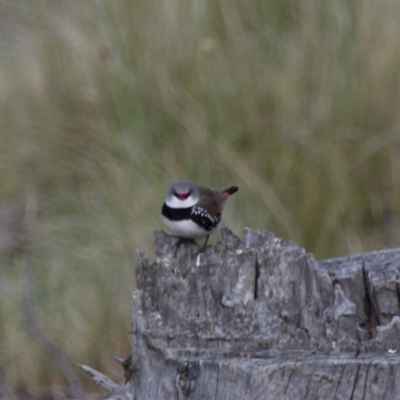 Stagonopleura guttata (Diamond Firetail) at Michelago, NSW - 4 Nov 2012 by Illilanga