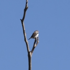 Stagonopleura guttata (Diamond Firetail) at Michelago, NSW - 13 Apr 2012 by Illilanga