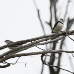 Stagonopleura guttata (Diamond Firetail) at Michelago, NSW - 3 Jun 2012 by Illilanga