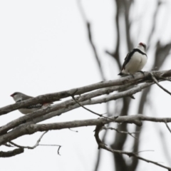 Stagonopleura guttata (Diamond Firetail) at Michelago, NSW - 2 Jun 2012 by Illilanga