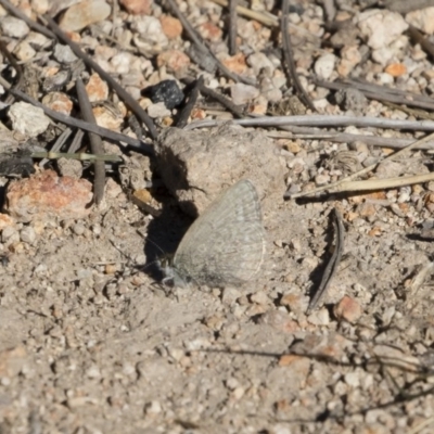 Zizina otis (Common Grass-Blue) at Michelago, NSW - 1 Jun 2019 by Illilanga