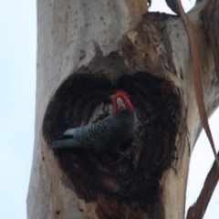 Callocephalon fimbriatum (Gang-gang Cockatoo) at Hughes, ACT - 16 Jun 2019 by LisaH