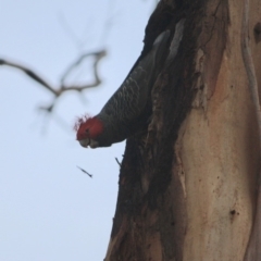 Callocephalon fimbriatum at Hughes, ACT - 16 Jun 2019