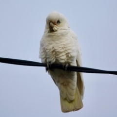 Cacatua sanguinea (Little Corella) at Hughes, ACT - 16 Jun 2019 by LisaH