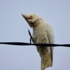 Cacatua sanguinea at Hughes, ACT - 16 Jun 2019