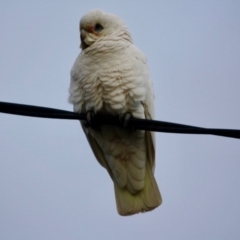 Cacatua sanguinea at Hughes, ACT - 16 Jun 2019