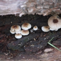 Mycena sp. (Mycena) at Hughes, ACT - 16 Jun 2019 by LisaH