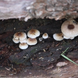 Mycena sp. at Hughes, ACT - 16 Jun 2019