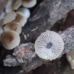 Mycena sp. at Hughes, ACT - 16 Jun 2019