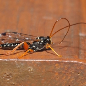 Echthromorpha intricatoria at Hackett, ACT - 14 Jun 2019 12:22 PM