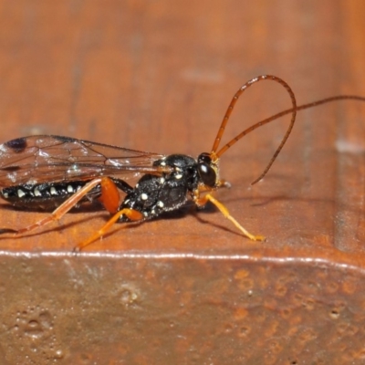 Echthromorpha intricatoria (Cream-spotted Ichneumon) at Hackett, ACT - 14 Jun 2019 by TimL