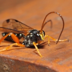 Echthromorpha intricatoria at Hackett, ACT - 14 Jun 2019 12:22 PM