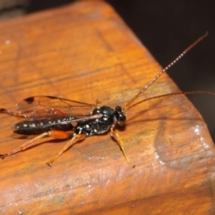 Echthromorpha intricatoria at Hackett, ACT - 14 Jun 2019 12:22 PM