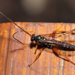 Echthromorpha intricatoria at Hackett, ACT - 14 Jun 2019 12:22 PM