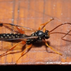 Echthromorpha intricatoria at Hackett, ACT - 14 Jun 2019 12:22 PM