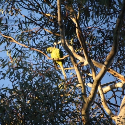 Polytelis swainsonii (Superb Parrot) at Hughes, ACT - 17 Jun 2019 by LisaH