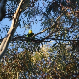 Polytelis swainsonii at Hughes, ACT - 17 Jun 2019