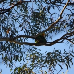 Polytelis swainsonii at Hughes, ACT - 17 Jun 2019