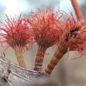 Allocasuarina verticillata at Isaacs Ridge - 16 Jun 2019