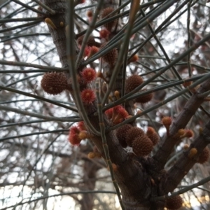 Allocasuarina verticillata at Isaacs Ridge - 16 Jun 2019