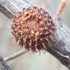 Allocasuarina verticillata at Isaacs Ridge - 16 Jun 2019