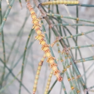 Allocasuarina verticillata at Isaacs Ridge - 16 Jun 2019