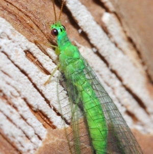 Mallada tripunctatus at Hackett, ACT - 14 Jun 2019 12:16 PM