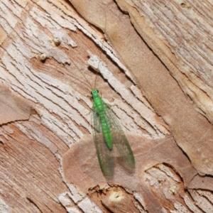 Mallada tripunctatus at Hackett, ACT - 14 Jun 2019 12:16 PM