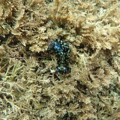 Hypselodoris obscura (Hypselodoris obscura) at Eden, NSW - 31 Dec 2018 by SapphireCoastMarineDiscoveryCentre