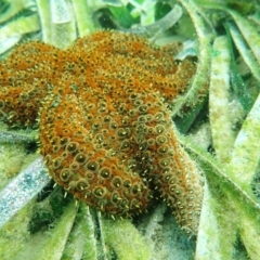 Coscinasterias muricata (Eleven-armed Seastar) at Merimbula, NSW - 1 Jan 2019 by SapphireCoastMarineDiscoveryCentre