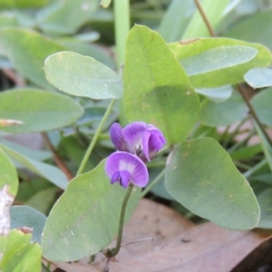 Glycine tabacina at Conder, ACT - 30 Apr 2019 11:52 AM