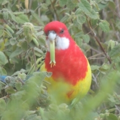 Platycercus eximius at Tuggeranong DC, ACT - 12 May 2019