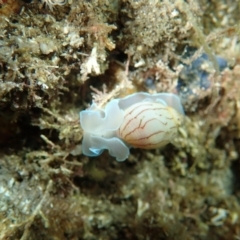 Bullina lineata (Bullina lineata) at Eden, NSW - 3 Jan 2019 by SapphireCoastMarineDiscoveryCentre