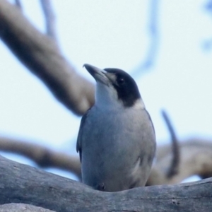 Cracticus torquatus at Ainslie, ACT - 14 Jun 2019 03:42 PM