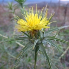 Carthamus lanatus (Saffron Thistle) at Isaacs Ridge - 16 Jun 2019 by Mike