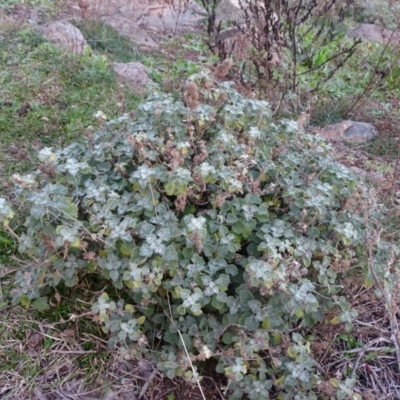 Marrubium vulgare (Horehound) at Isaacs Ridge - 16 Jun 2019 by Mike