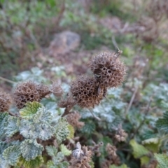 Marrubium vulgare at Isaacs Ridge - 16 Jun 2019 04:35 PM