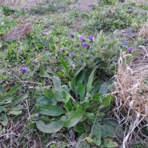 Echium plantagineum at Isaacs Ridge - 16 Jun 2019 04:45 PM