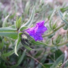 Echium plantagineum at Isaacs Ridge - 16 Jun 2019 04:45 PM