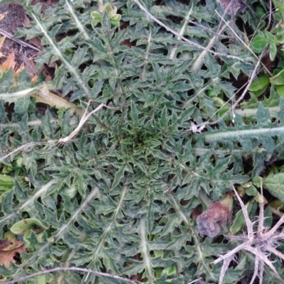 Carduus nutans (Nodding Thistle) at Isaacs Ridge - 16 Jun 2019 by Mike