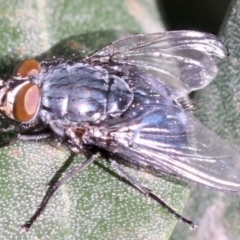 Calliphora vicina (European bluebottle) at Ainslie, ACT - 15 Jun 2019 by jb2602