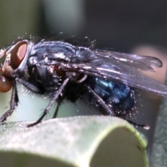 Calliphora vicina at Ainslie, ACT - 15 Jun 2019