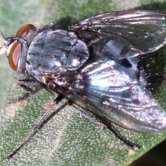 Calliphora vicina at Ainslie, ACT - 15 Jun 2019