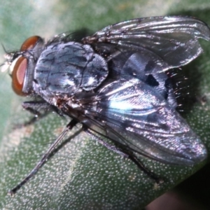 Calliphora vicina at Ainslie, ACT - 15 Jun 2019