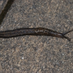 Limax maximus (Leopard Slug, Great Grey Slug) at Wamboin, NSW - 18 Apr 2018 by natureguy