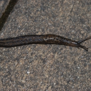 Limax maximus at Wamboin, NSW - 18 Apr 2018